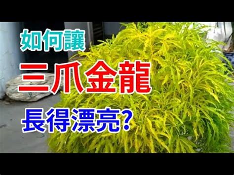 三爪金龍種植|三爪金龍